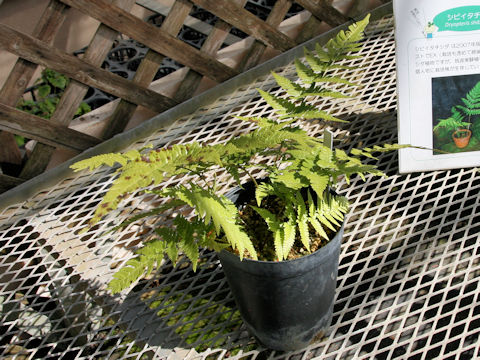 Dryopteris shibipedis