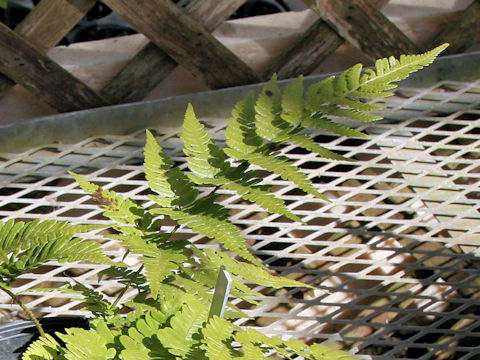 Dryopteris shibipedis