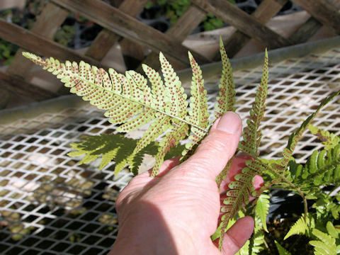 Dryopteris shibipedis