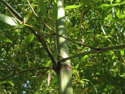 Phyllostachys bambusoides f. marliacea