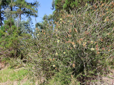Callistemon salignus