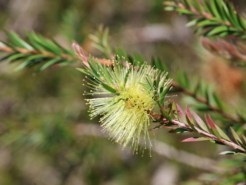 Callistemon salignus