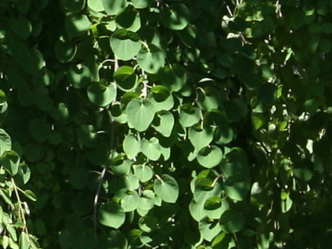 Cercidiphyllum japonicum f. pendulum