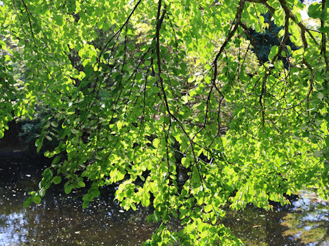 Cercidiphyllum japonicum f. pendulum