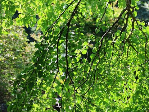 Cercidiphyllum japonicum f. pendulum