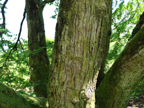 Cercidiphyllum japonicum f. pendulum