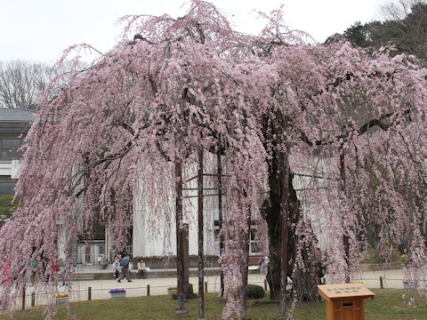 Prunus spachiana cv. Itosakura