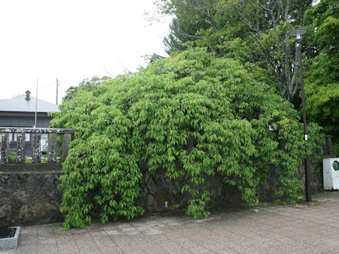 Prunus spachiana cv. Itosakura