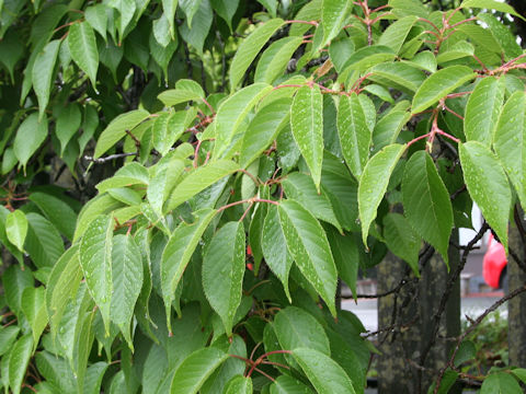 Prunus spachiana cv. Itosakura