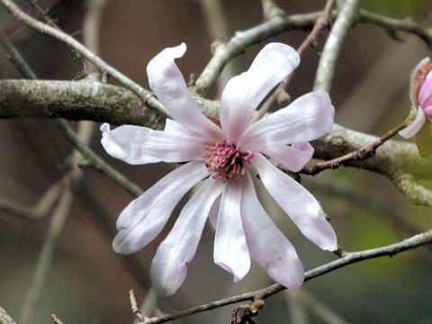 Magnolia tomentosa