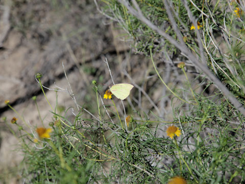 Sidneya tenuifolia