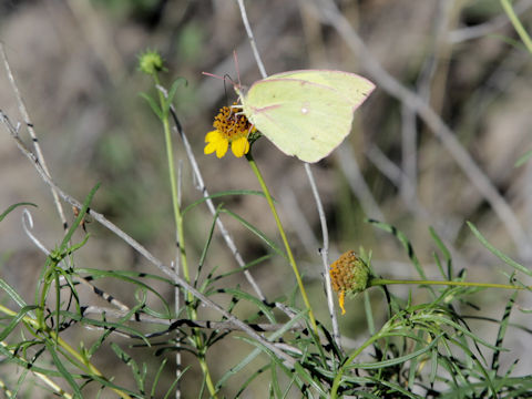 Sidneya tenuifolia