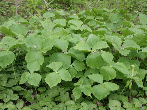 Trillium tschonoskii