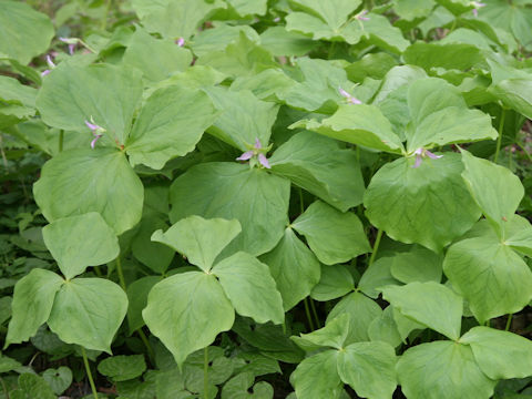 Trillium tschonoskii