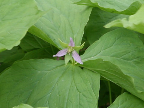 Trillium tschonoskii