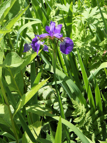 Iris setoso-thunbergii