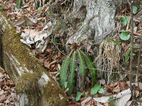 Blechnum niponicum