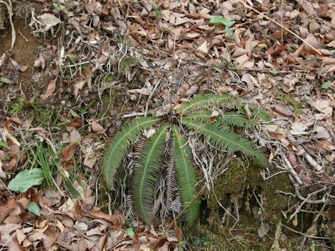 Blechnum niponicum