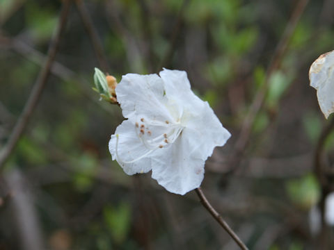 Rhododendron mucronulatum var. albiflorum