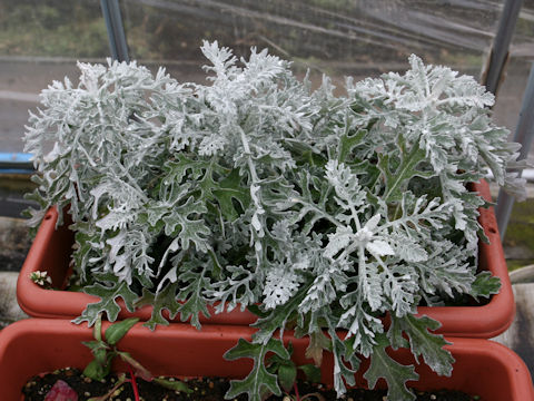 Senecio cineraria