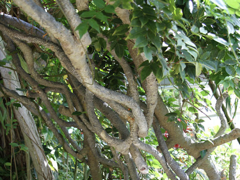 Derris trifoliata
