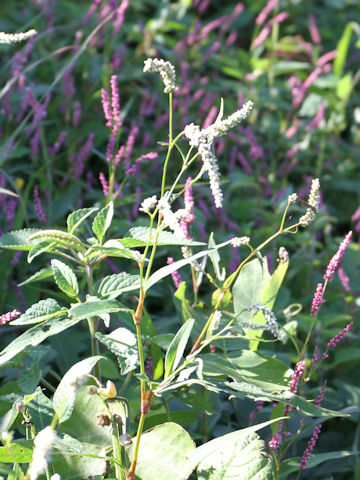 Persicaria longiseta f. albiflora
