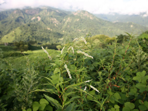 Persicaria longiseta f. albiflora