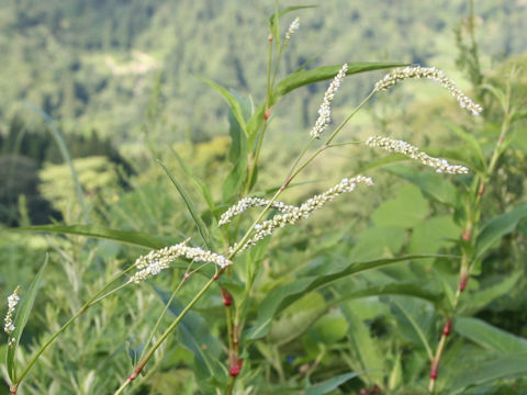 Persicaria longiseta f. albiflora