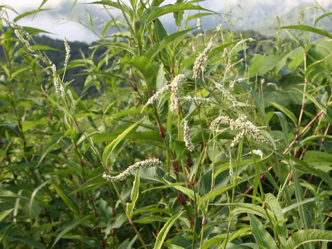 Persicaria longiseta f. albiflora