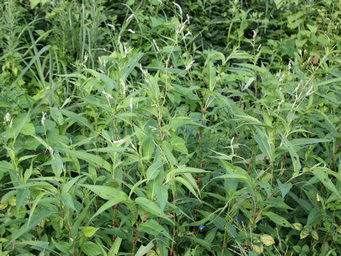 Persicaria longiseta f. albiflora