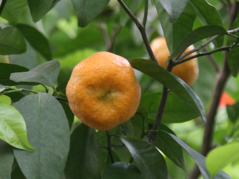 Citrus depressa