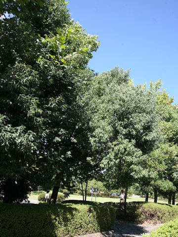 Quercus myrsinaefolia