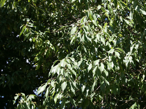 Quercus myrsinaefolia