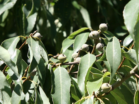 Quercus myrsinaefolia