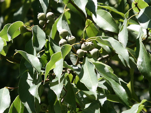 Quercus myrsinaefolia