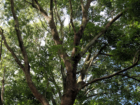 Quercus myrsinaefolia