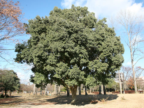 Quercus myrsinaefolia