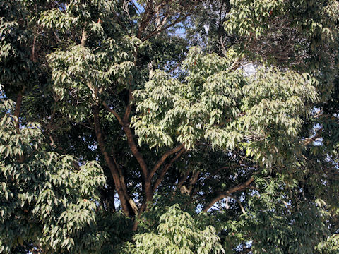 Quercus myrsinaefolia