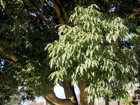 Quercus myrsinaefolia