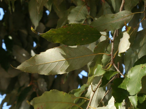 Quercus myrsinaefolia