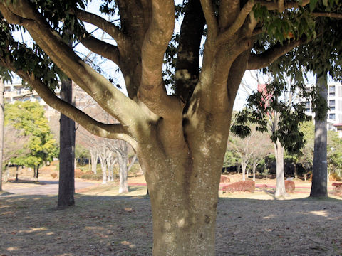 Quercus myrsinaefolia