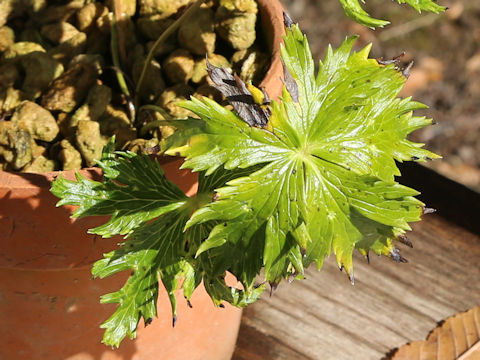 Trollius riederianus var. japonicus