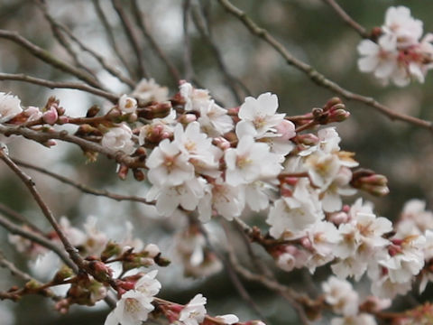 Prunus x subhirtella cv. Semperflorens