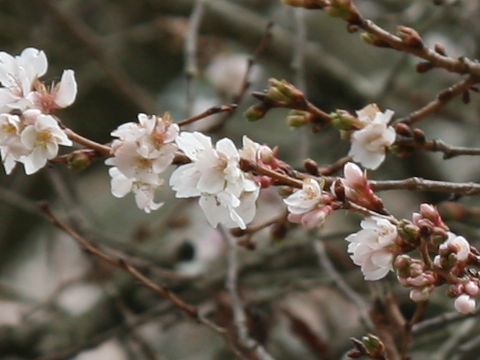 Prunus x subhirtella cv. Semperflorens