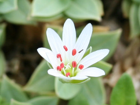 Stellaria ruscifolia