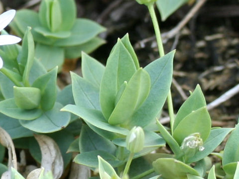 Stellaria ruscifolia