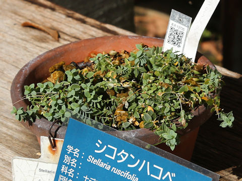 Stellaria ruscifolia