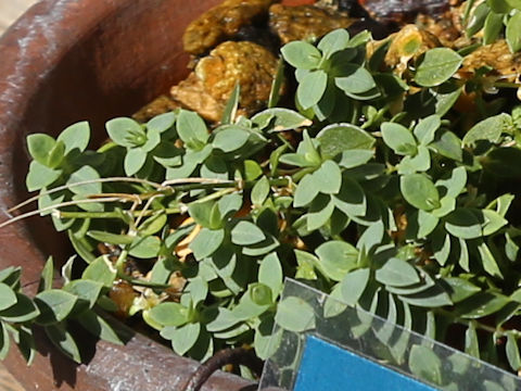 Stellaria ruscifolia