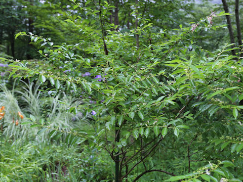 Callicarpa dichotoma f. albifructa