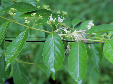 Callicarpa dichotoma f. albifructa